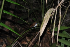 bicolor antbird