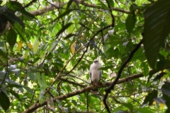halconblanco