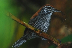 river side wren