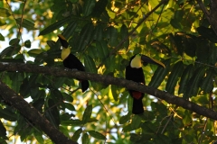 tucanes