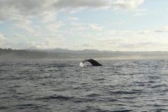 Humback whale