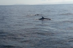 dolphins