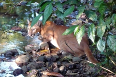 puma