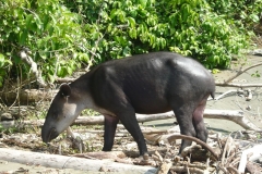 tapir