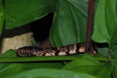 Sibon nebulatus