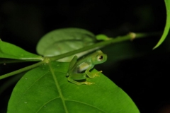 glass tree frog