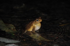 singing toad