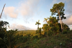 landscape110