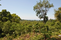 landscape116
