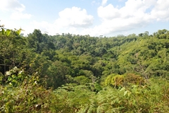landscape146