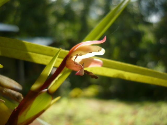 Maxilariella Maxilariella