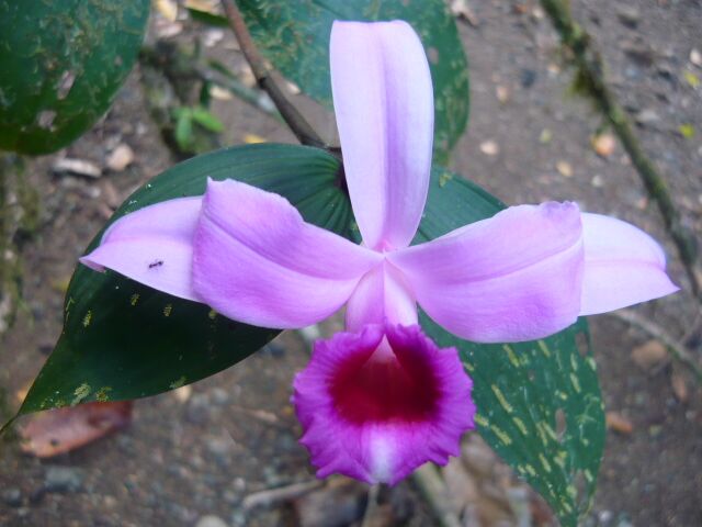Sobralia decora Sobralia decora
