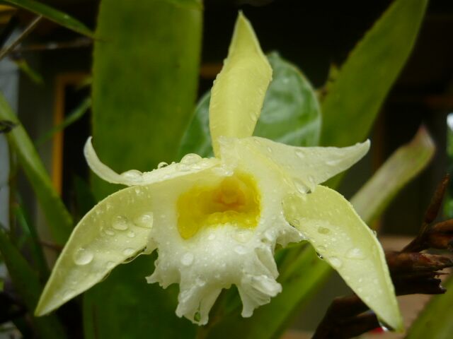 Sobralia Sobralia