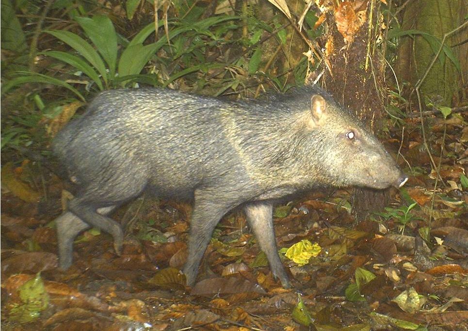 saino Chancho de monte